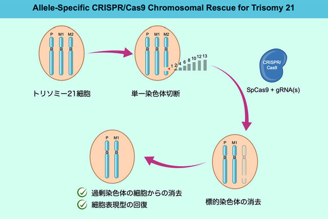 ダウン症候群の人の細胞から余分な染色体を除去する手法、三重大学が開発
