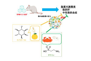 砂糖の摂りすぎによるメタボをイノシトールやタウリンが改善、名大がラットで確認