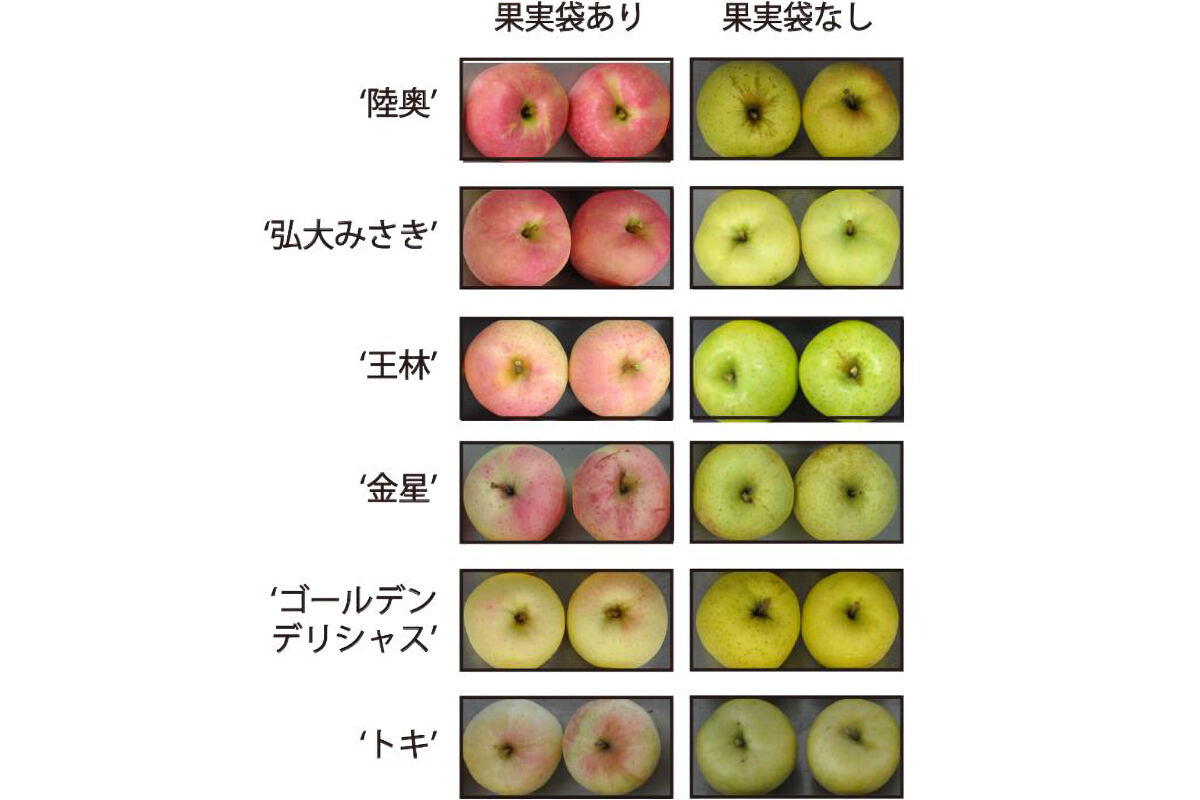 青りんご品種ごとの果実袋に対する反応性の違い