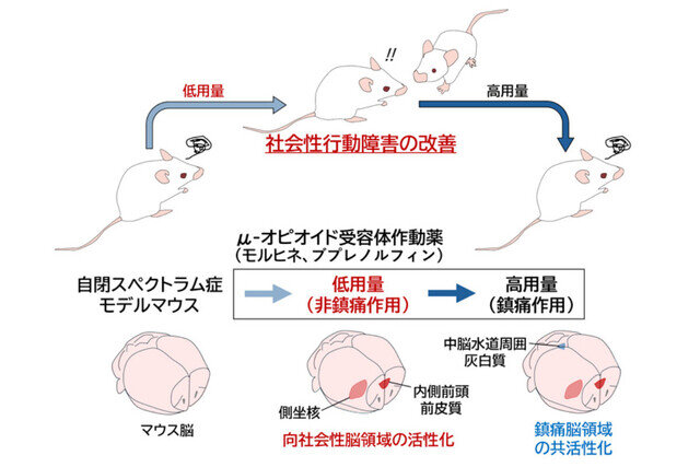 鎮痛作用のない低用量オピオイド、自閉スペクトラム症に効果 広島大などマウスで実証