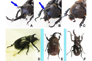 科博、両性別の特徴が混在する雌雄型カブトムシの構造を詳しく解明