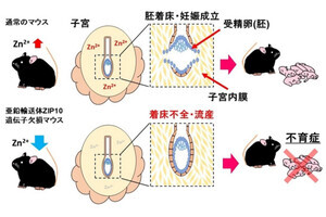 亜鉛不足は不育症の原因になる 麻布大が解明