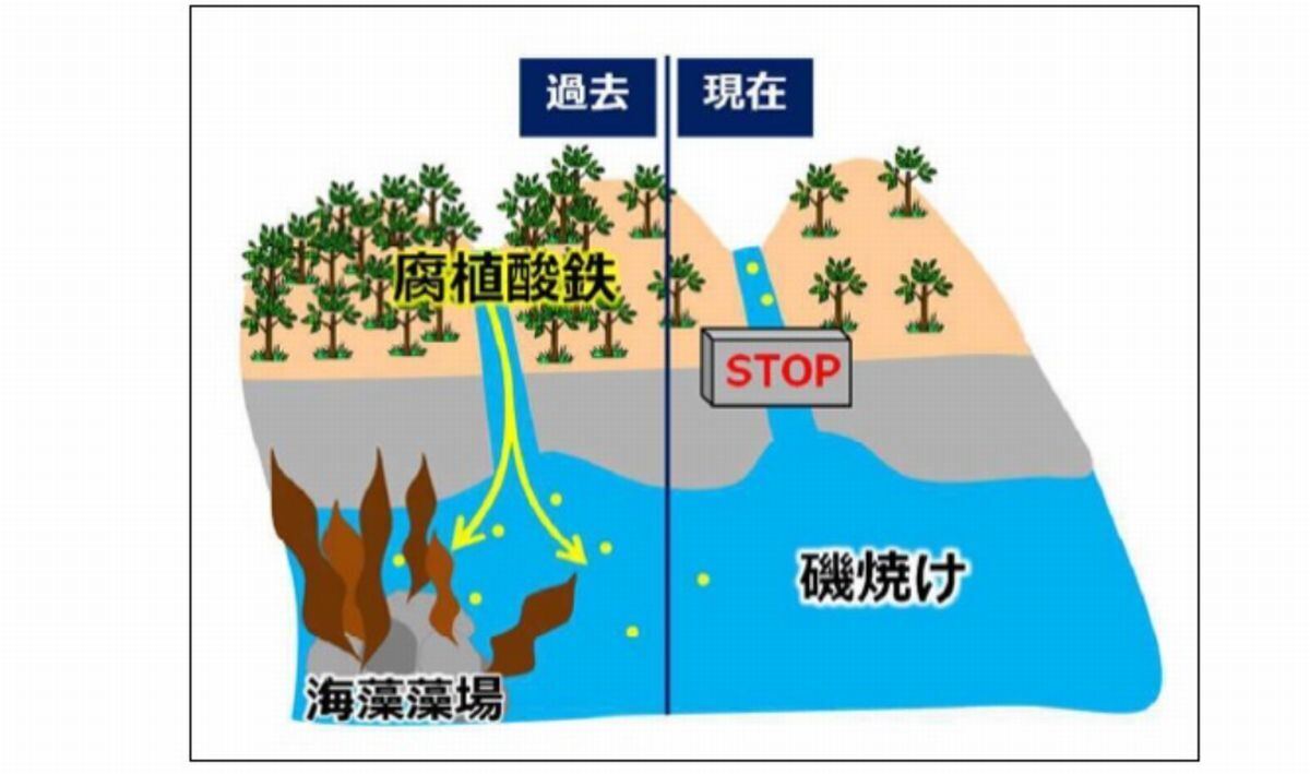 陸からの鉄を含む栄養素の供給(過去)とその現象による磯焼け(現在)