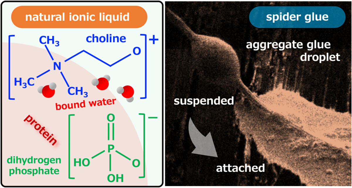 水和リン酸二水素コリンは、クモの粘着物質中でイオン液体として機能し、タンパク質の溶解を促進する