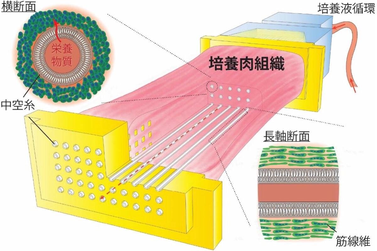 内部灌流による培養肉作製方法