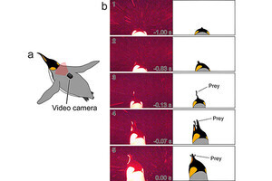 キングペンギンが暗い深海で魚を捕らえる瞬間、東大が動画撮影に世界初成功