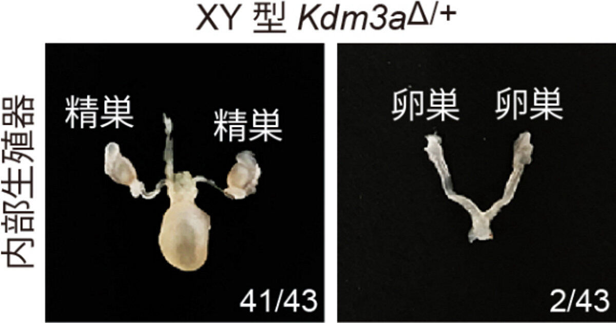 鉄欠乏餌を与えた母親から産まれたXY型Kdm3aΔ/+マウスの内部生殖器