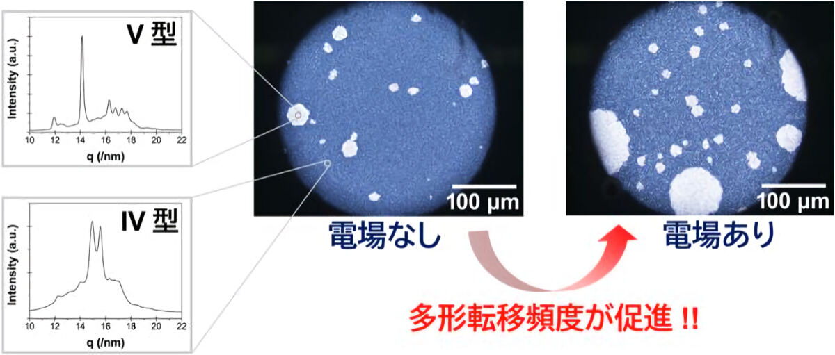 ココアバターのII型からV型へ多形転移の様子