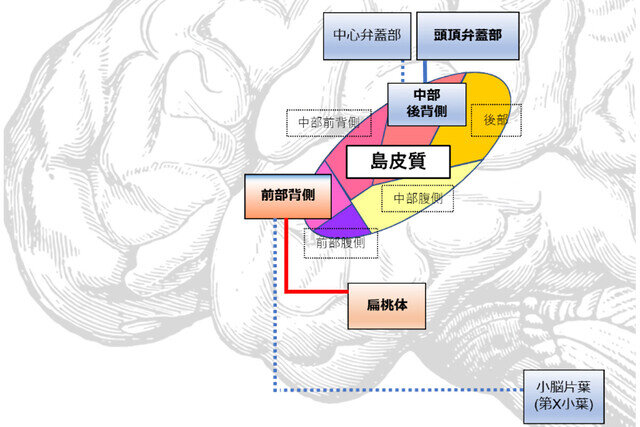 神経性やせ症だと食べ物の味が変わる？ - 千葉大などが脳機能異常を確認