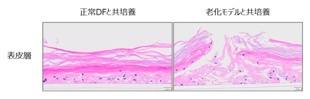 次元表皮モデル標本のHE 染色（n=4）