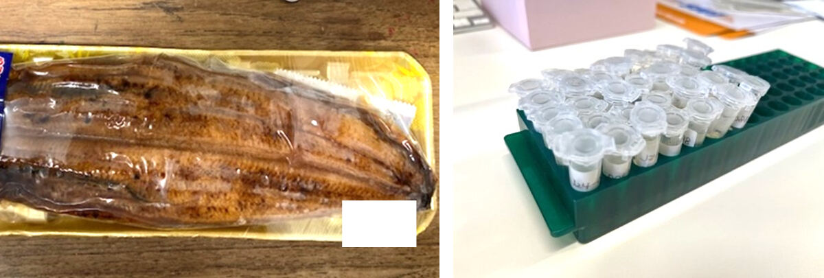 ウナギ加工品と採取した肉片サンプルの保存容器
