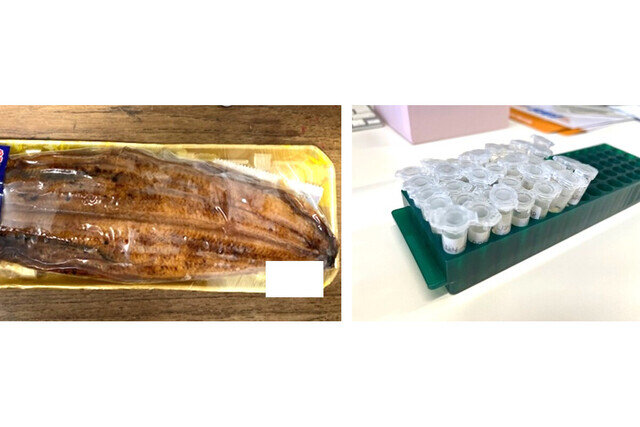 国内で販売されるウナギ蒲焼きの約4割はアメリカウナギに - 中央大の研究