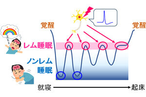 東大など、レム睡眠のスイッチを担う特殊なニューロンを脳幹で特定