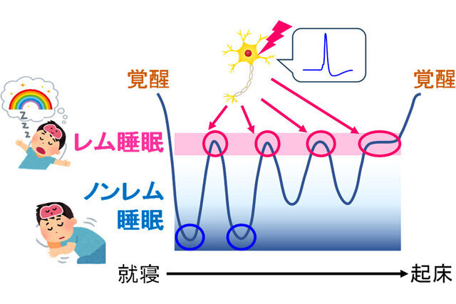 東大など、レム睡眠のスイッチを担う特殊なニューロンを脳幹で特定