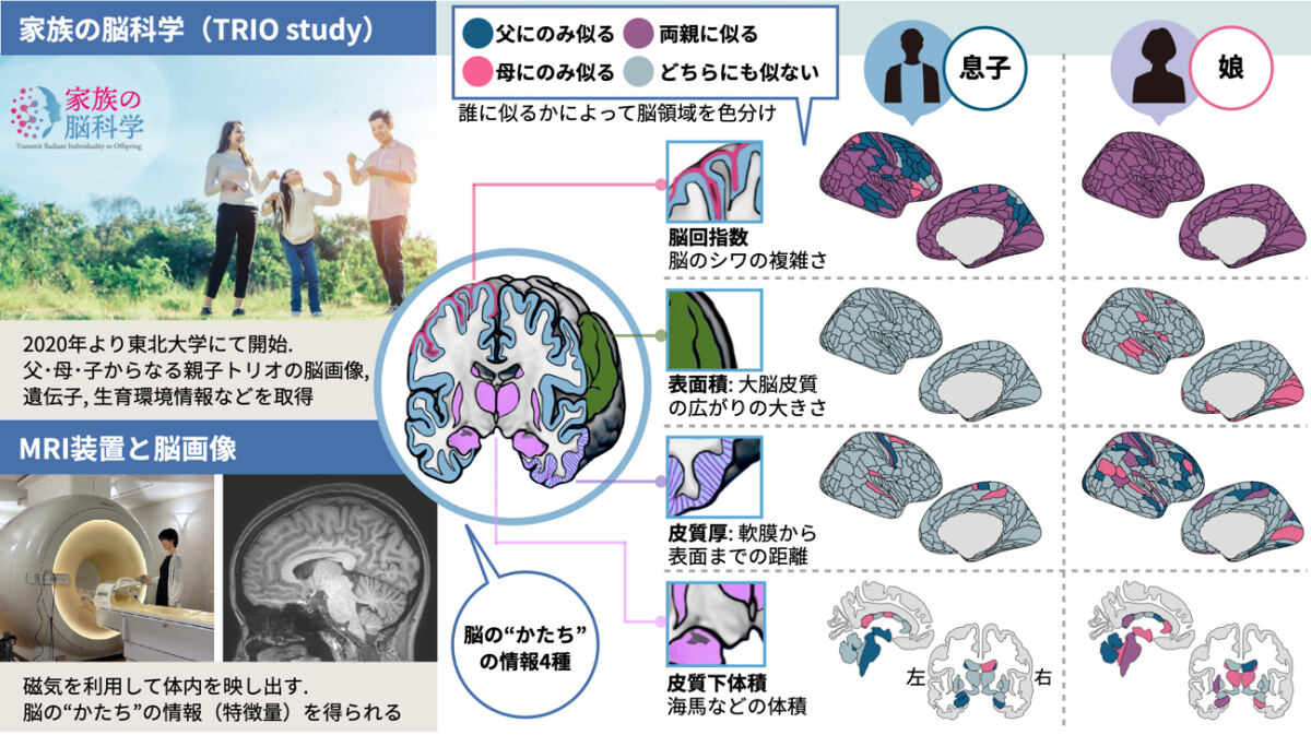 研究成果の概要