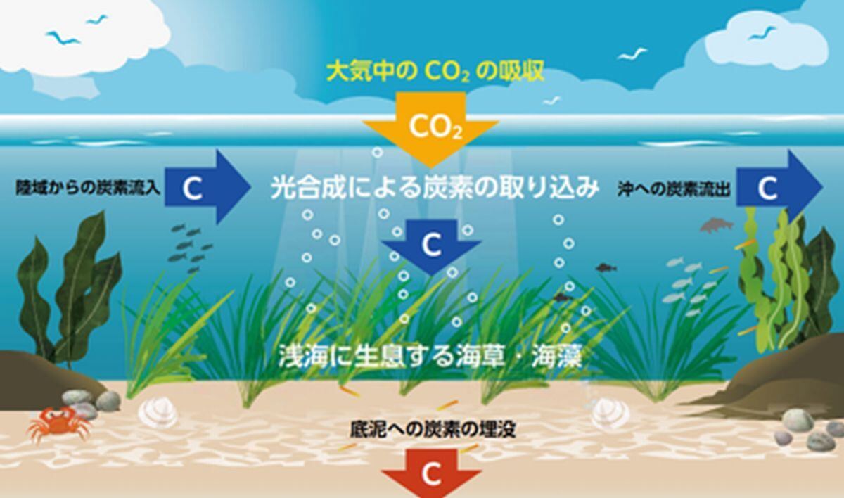 ブルーカーボンのメカニズム(出典:日本製鉄)広報誌 VOL15　5P