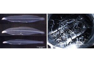 近大など、ウナギ仔魚用のオリジナル飼料を開発 - 持続可能な完全養殖に光