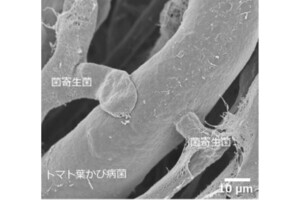 トマトのかび病原菌を食べる菌を発見、生物農薬として実用化に期待 摂南大など