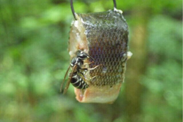 食用のスズメバチ、エサは脊椎動物含む324種 DNA分析で明らかに、神戸大など
