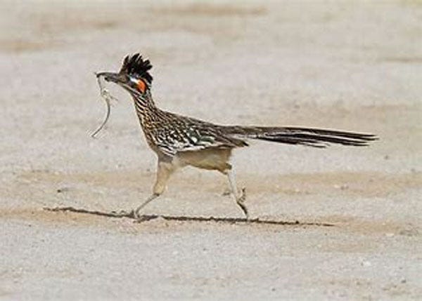 Roadrunner