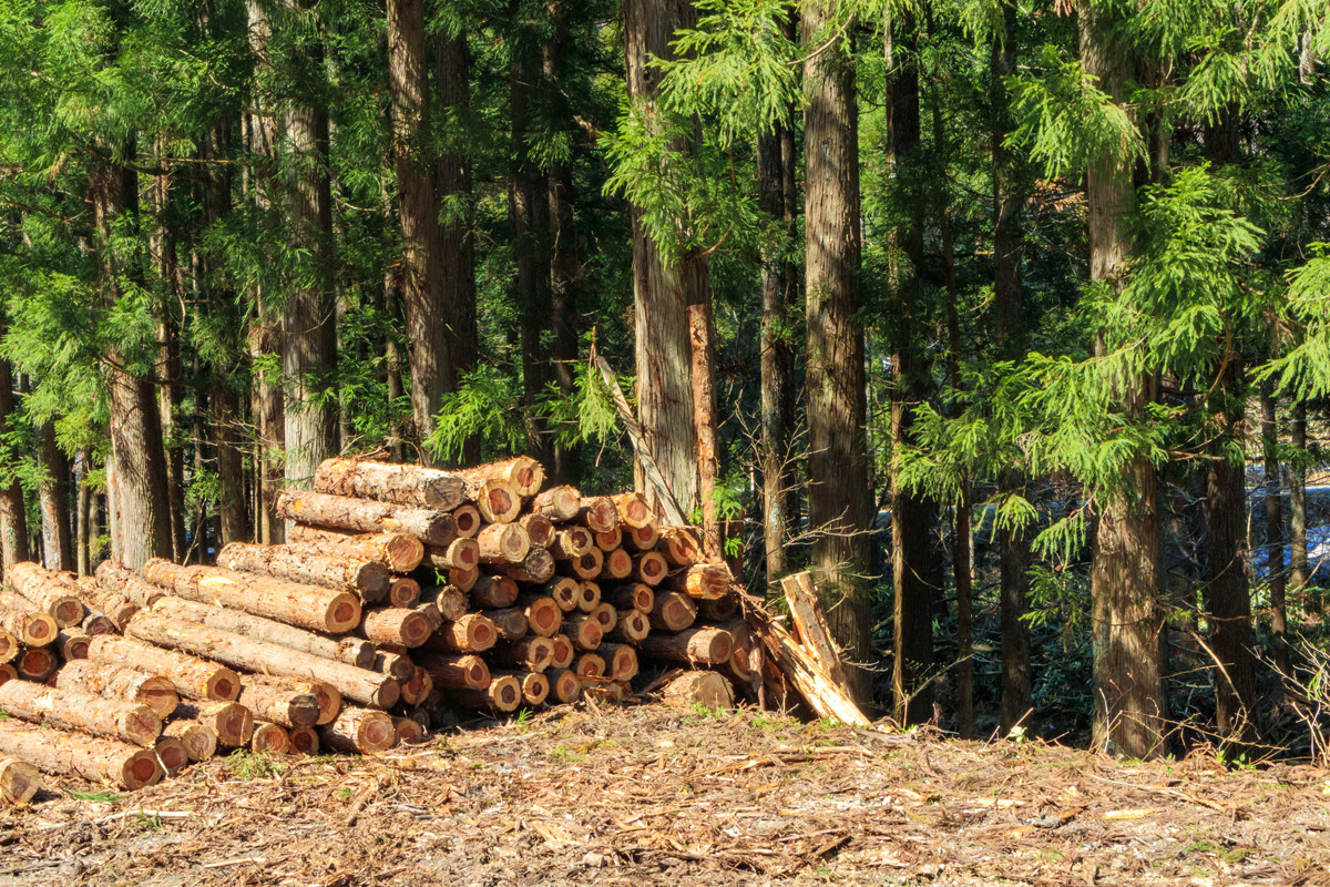 【光と影】”木材を使うことは良いこと?”日本の林業と木材産業からみたその答え 第1回 森林の増減とその内訳から見た「木材を使うこと」の功罪