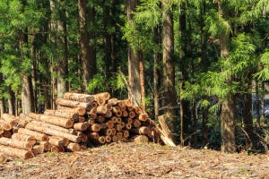 【光と影】”木材を使うことは良いこと?”日本の林業と木材産業からみたその答え 第2回 木材流通の川上産業「儲からない」林業を成長産業にする手立てはあるのか