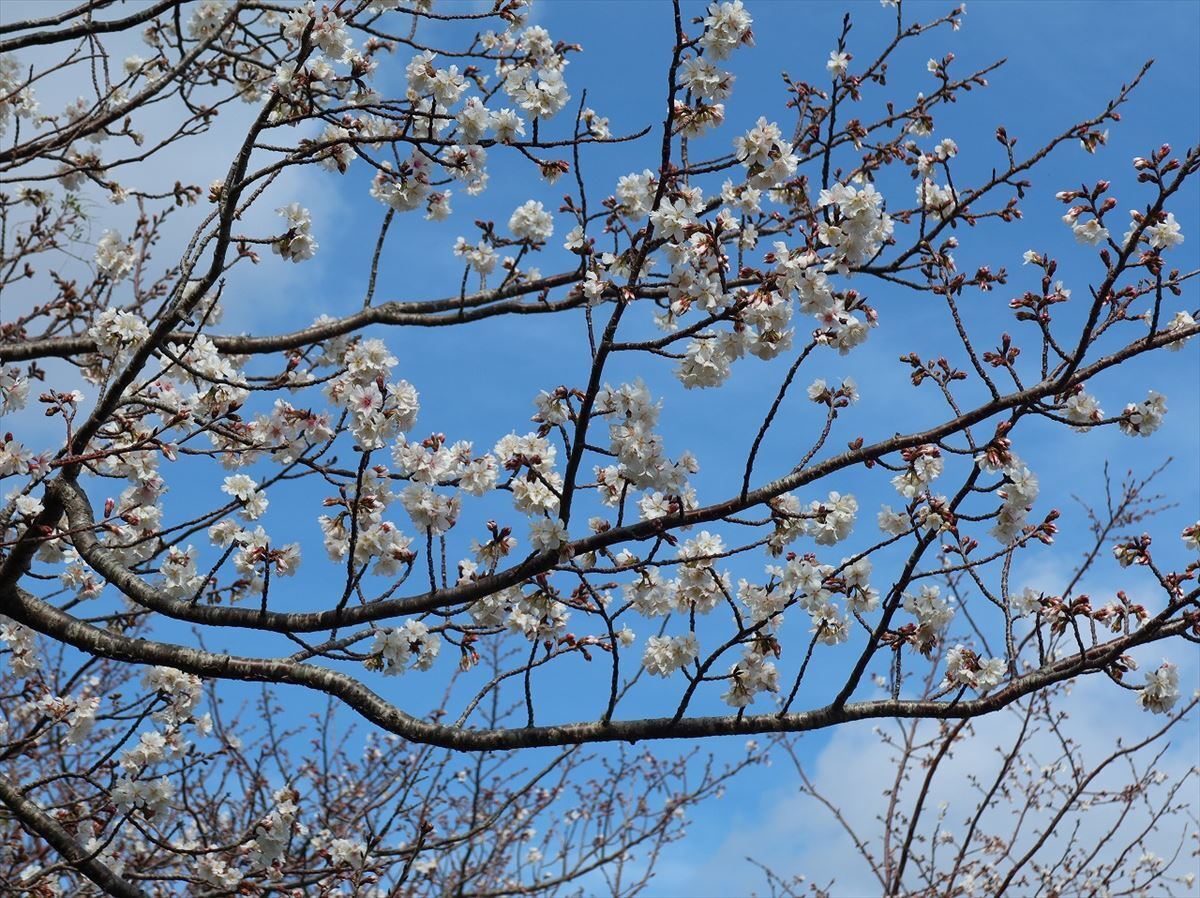 種子島はもう桜が咲いていた