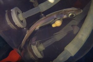 近未来テクノロジー見聞録 第119回 美ら海水族館、世界初となる人工子宮を使って深海ザメの育成と人工出産に成功！