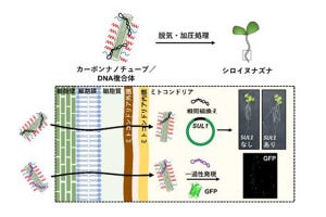 近未来テクノロジー見聞録 第142回 植物にカーボンナノチューブで遺伝子を送り込む技術を開発！