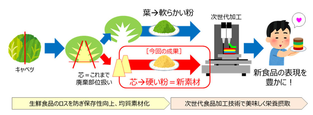 キャベツ芯部由来粗粉末の活用イメージ