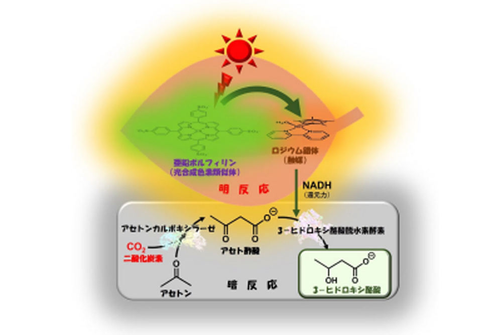 太陽光を利用して生分解性プラスチックの原料を合成するメカニズムとは