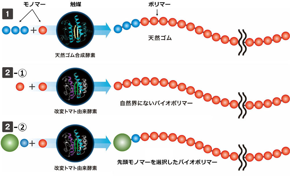 酵素を触媒として用いた合成反応のイメージ