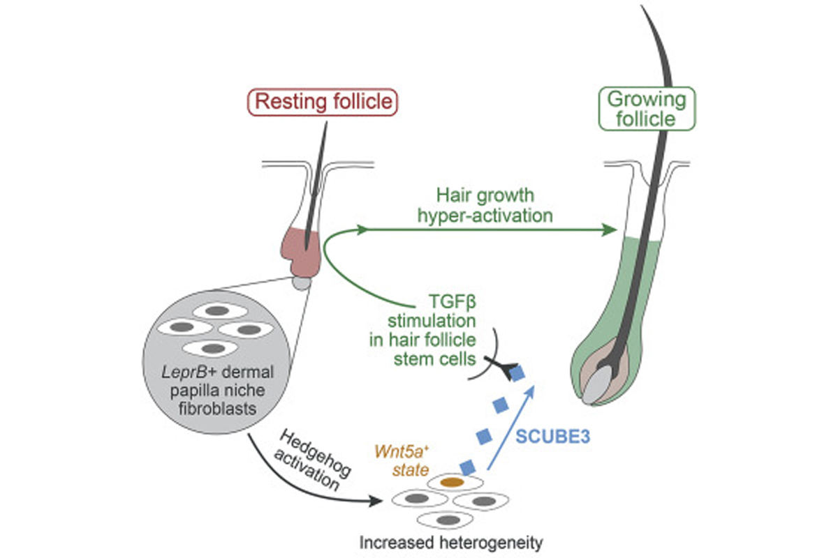 発毛を促進するシグナル伝達分子「SCUBE3」