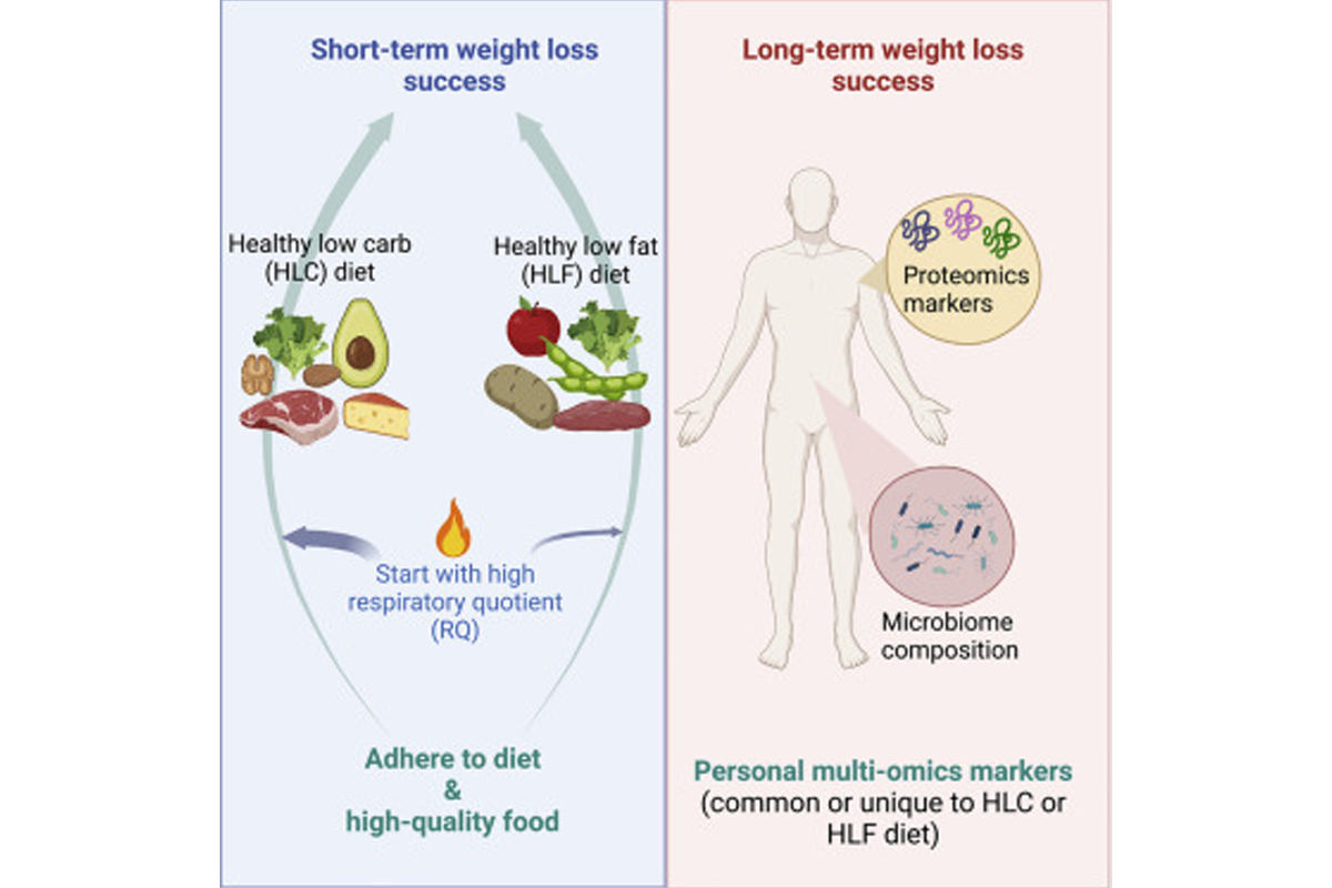 炭水化物や脂質を削減した食事が効果を発揮する短期的な減量とは異なり、長期的な減量では腸内細菌叢やタンパク質などが重要な役割を果たすことが明らかになった