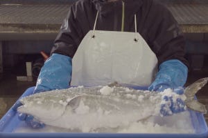 近未来テクノロジー見聞録 第31回 水と塩だけで鮮魚を超急速冷凍！　次世代の冷凍機「HybridICE」とは？