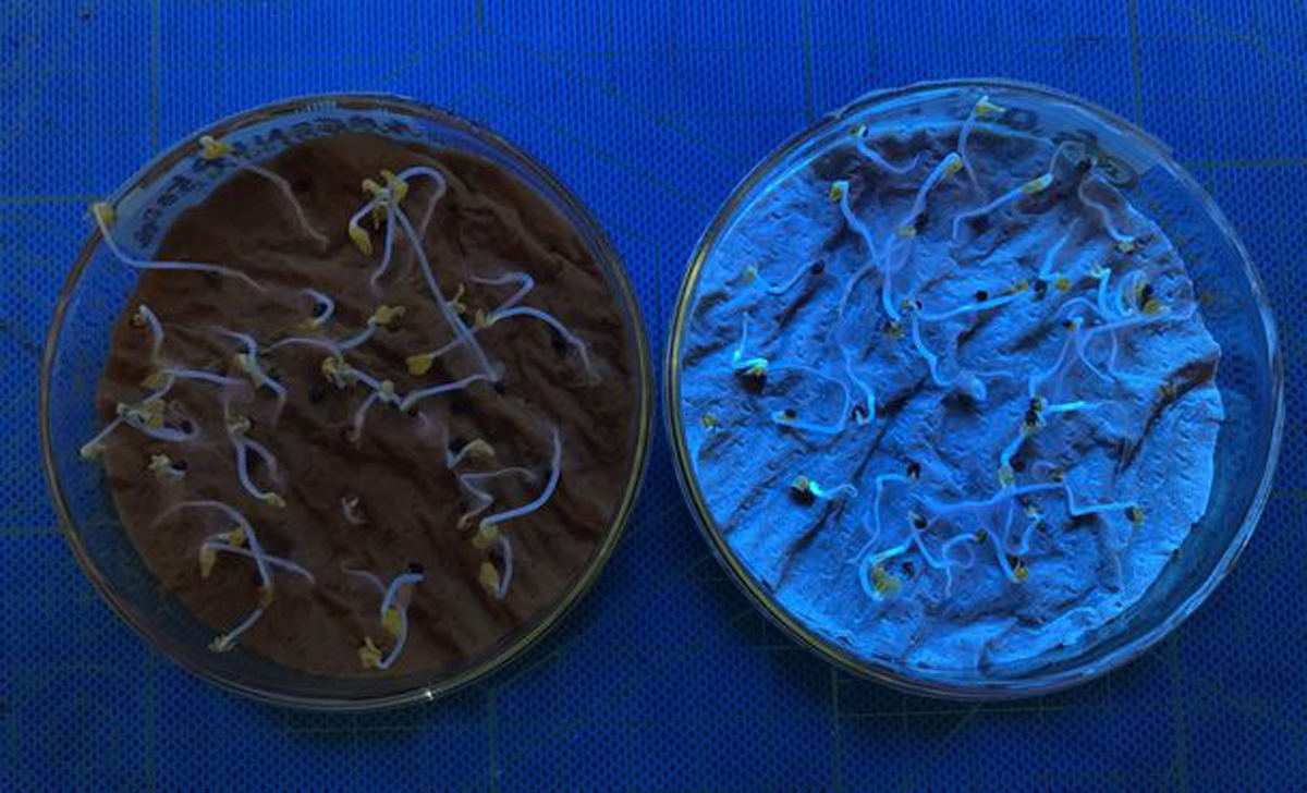 シャーレを用いた発芽実験によって成長した、通常の肥料で育てた水菜(左)と量子ドット型ナノ肥料で育てた水菜(右)