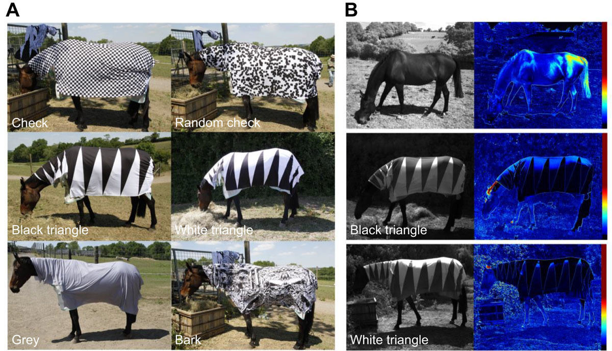 (左)チェックなどさまざまな白黒のパターンを身にまとった馬(右)偏光カメラで撮影した、何も着ていない馬・黒の三角が描かれたコートを着た馬・白の三角が描かれたコートを着た馬(上から順)の画像