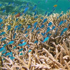 生き物たちの驚きの能力に迫る 第1回 海の砂漠化を防げ! - サンゴの白化の謎に挑む日本の研究者