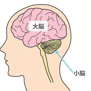 ネコの小脳をShoubuスパコンで実現 第1回 小脳の仕組みを理解する