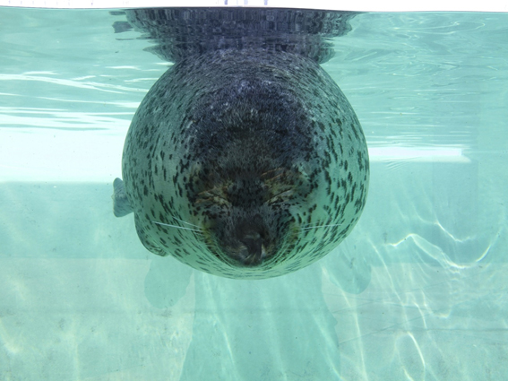 須磨海浜水族園のアザラシ
