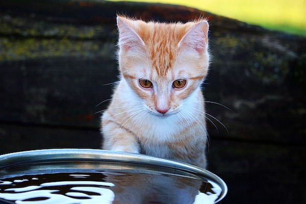 ウォーターサーバーの水は猫に飲ませて大丈夫？猫向けおすすめウォーターサーバー3選