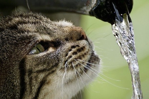 ウォーターサーバーの水は猫に飲ませて大丈夫？猫向けおすすめウォーターサーバー3選