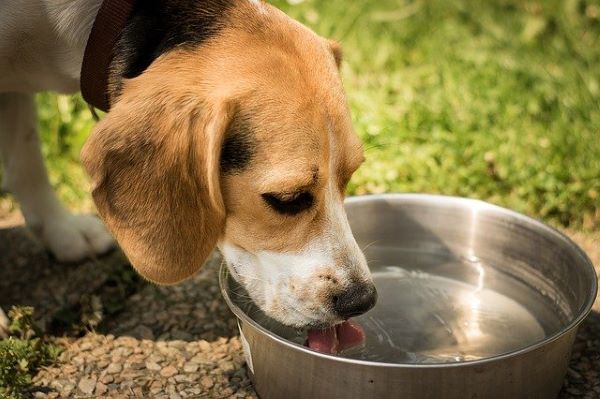 ウォータースタンドは犬の飲み水に安全？ペット向きの機種とは