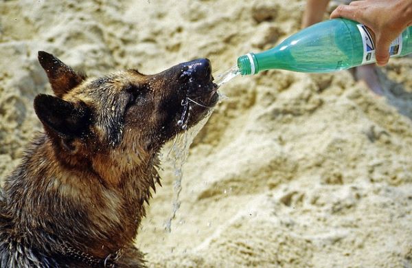 ウォータースタンドは犬の飲み水に安全？ペット向きの機種とは
