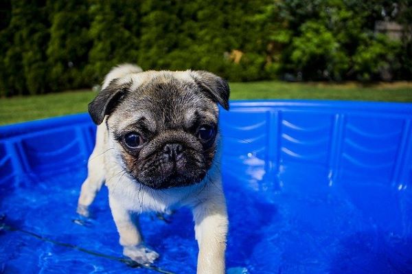 ウォータースタンドは犬の飲み水に安全？ペット向きの機種とは