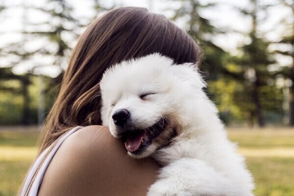 夢占い　子犬