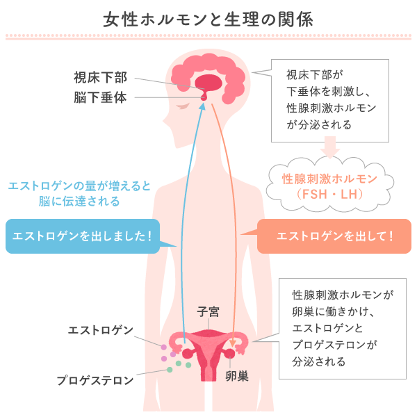 脳の視床下部、下垂体と女性ホルモン分泌の関係（イメージ）