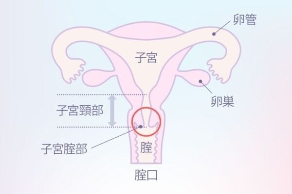 ポルチオ