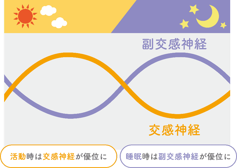 交感神経と副交感神経
