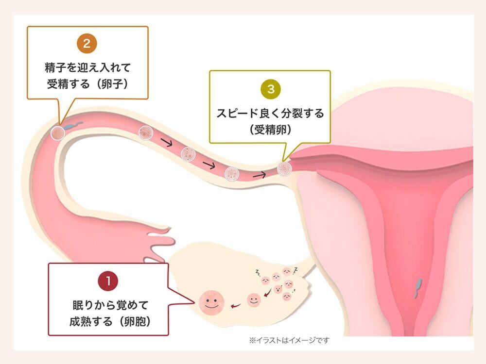 セルアライブ